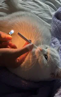 گربه بیریتیش