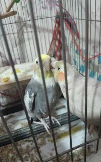 عروس هلندی