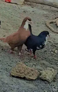 حیوان گم شده ریش زرده