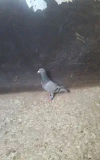 پلاکی