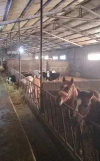 کارگر گاوداری