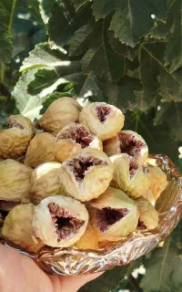 انجیر تازه امسالی استهبان