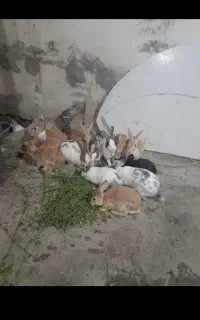 کشر کرگوشک بزرگ چاق وچله مخصوص کشتن