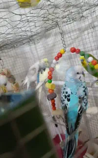 عروس