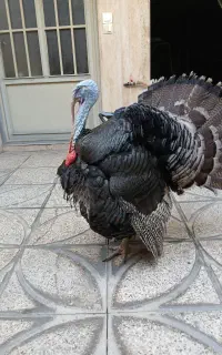 بوقلمون نر ماده یکساله
