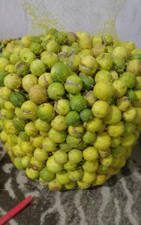 لیموترش