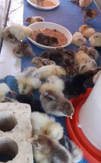 انواع جوجه گلپایگان درجه یک