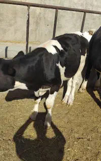 گوساله جوانه