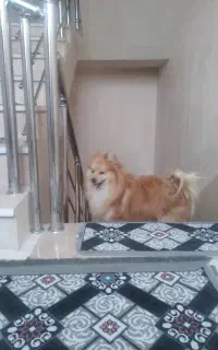 واگذاری پامرین