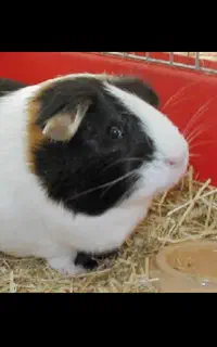 خوکچه هندی بهمراه قفس