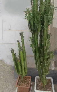 گل طبیعی کاکتوس از نوع افوربیا