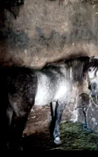 اسب نریان 6ساله