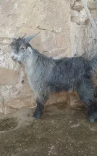 فروش کهره تخمی