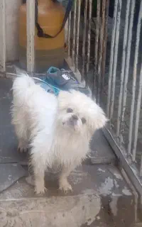 سگ فوری فوری باکل وسیله