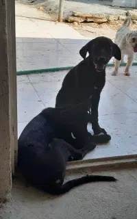 توله نرو و ماده دوبرمن