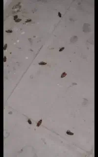 دفع تخصصی افات و سمپاشی