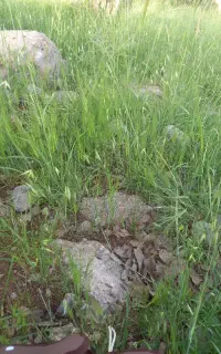 تعدادی کود شیمیایی