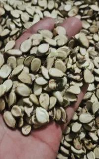تخمه هندوانه آجیلی