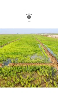 حمیدیه کودشیمیایی اوره