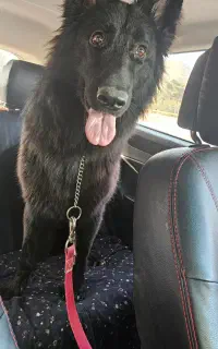 سگ ژرمن بلک شناسنامه دار اصیل