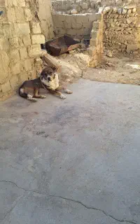سگ گمشده
