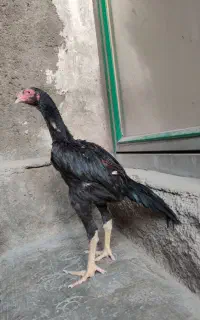 جوجه لاری اوشامو