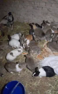 خرگوش