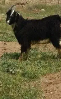 فروش کهر