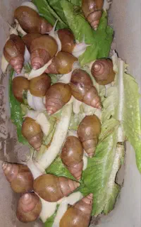 حلزون البینو