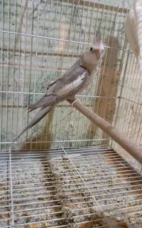 عروس هلندی نر مست