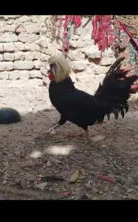 خروس لهستانی فروشی
