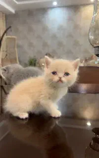 بچه گربه