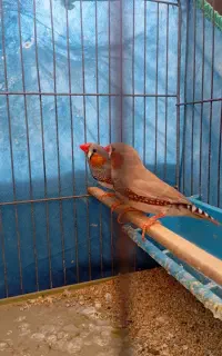 فنچ