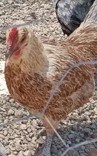 مرغ خروس محلی اصل