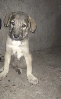 توله نر عراقی پژدر