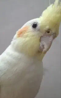 عروس هلندی گم شده