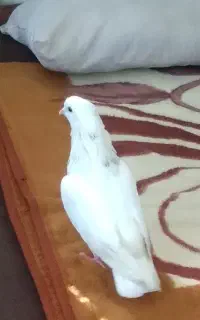 کبوتر