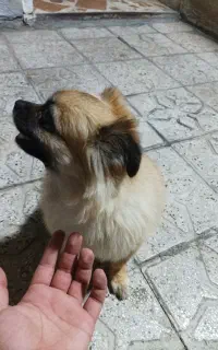 سگ پامر پیکینیز