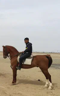 اسب نریان کرد کره آهو حاجی بابایی