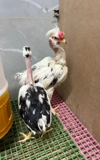 نیمچه گلین گردن لخت