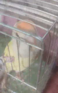 کوتوله نر
