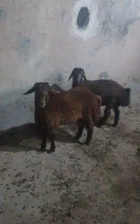 بره نر