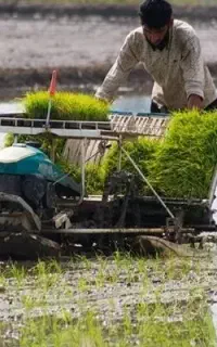 راننده دستگاه نشاه