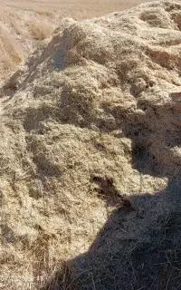 کاه گندم دیم