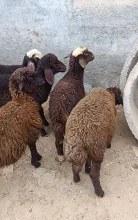 توقلی نر ماده