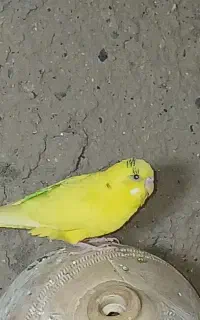 مرغ عشق