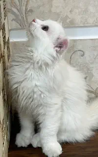 بچه گربه