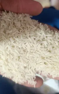برنج فجر امساله