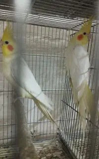 جفت نر وماده لوتینو همراه جوجه کینگ سایز