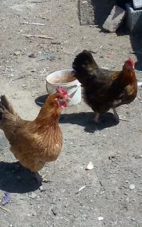 سلام گل مرغ جوان فروشی